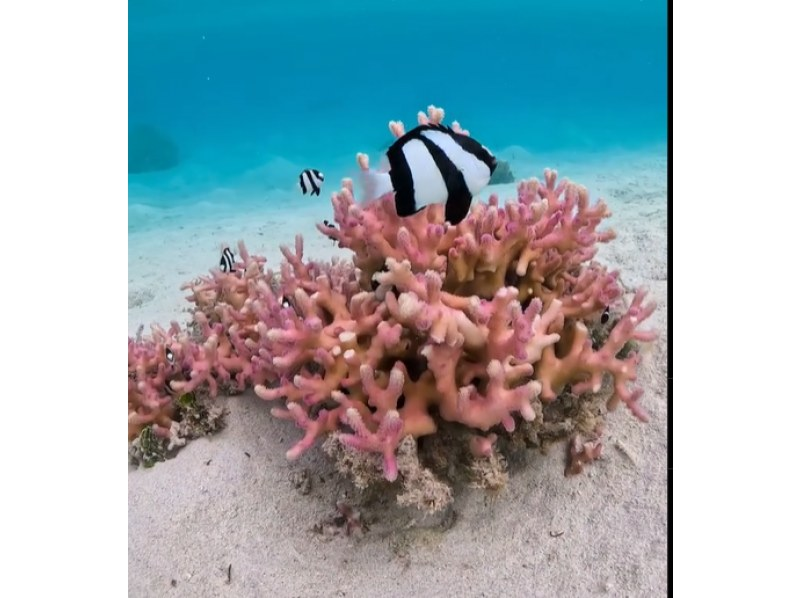 【沖縄・座間味島】ボートシュノーケリング3時間ツアー/手ぶら日帰りOK/撮影データ無料プレゼント/ボートでしか行けない場所へご案内します♪の紹介画像