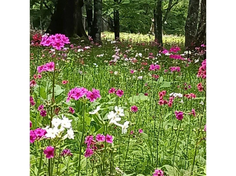 Witness the four seasons' scenery in Nikko National Park cycling.の紹介画像