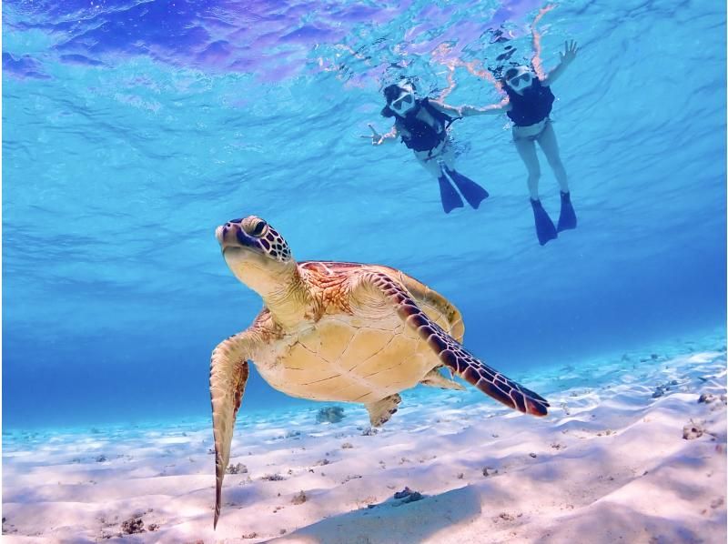 【ウミガメと泳ごう★少人数制】水中写真に自信あり！初心者・お子様も安心安全★宮古ブルーの海で泳ぐビーチシュノーケルツアーの紹介画像