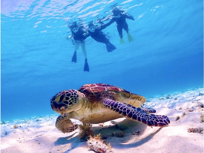 【ウミガメと泳ごう★少人数制】水中写真に自信あり！初心者・お子様も安心安全★宮古ブルーの海で泳ぐビーチシュノーケルツアーの紹介画像
