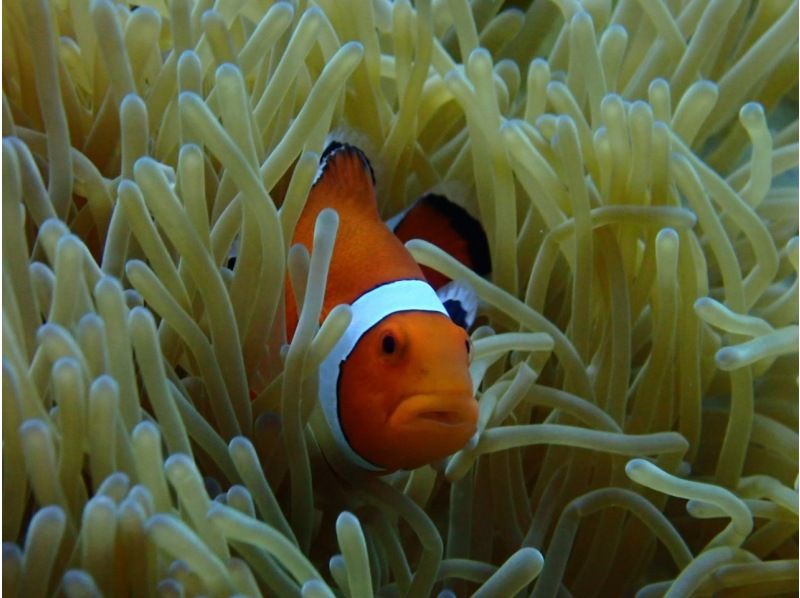 【沖縄・宜野湾】グループ貸切！！ボートシュノーケリング（写真データプレゼント・器材無料レンタル）の紹介画像