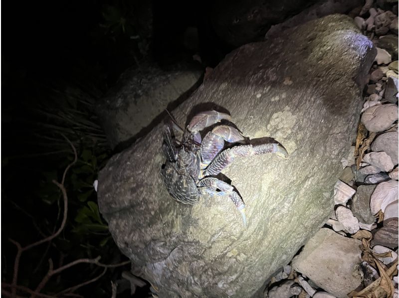 [100% chance of encountering coconut crabs!] Subtropical jungle night safari! Catch and eat fireflies, coconut crabs, and scampi! ★Children will love it too! ★Lowest price in the industry!の紹介画像