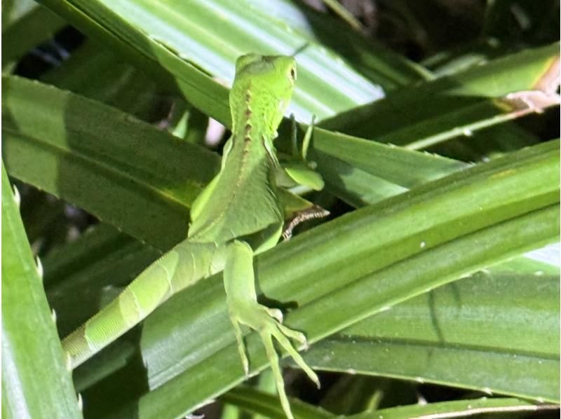 [เด็กๆ จะต้องตื่นเต้น] การผจญภัยในป่ายามค่ำคืนสำหรับครอบครัวในอิชิงากิ ★ ล่าปูมะพร้าวและดูดาว / มีบริการรับส่ง / รับจองในวันเดียวกันの紹介画像