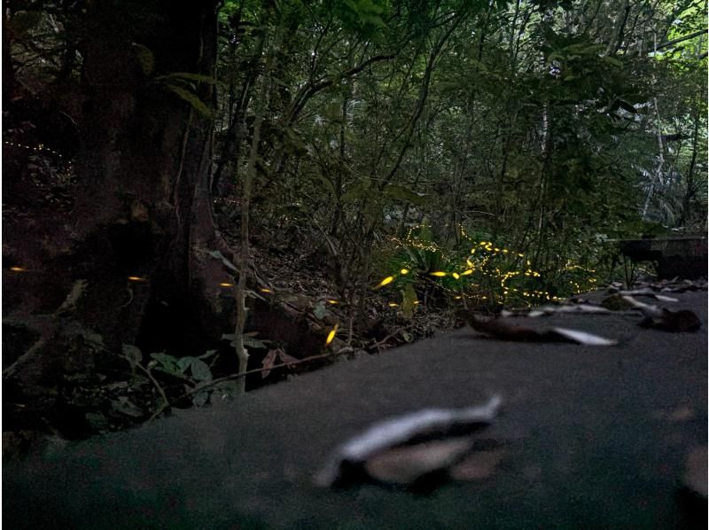 [100% chance of encountering coconut crabs!] Subtropical jungle night safari! Catch and eat fireflies, coconut crabs, and scampi! ★Children will love it too! ★Lowest price in the industry!の紹介画像