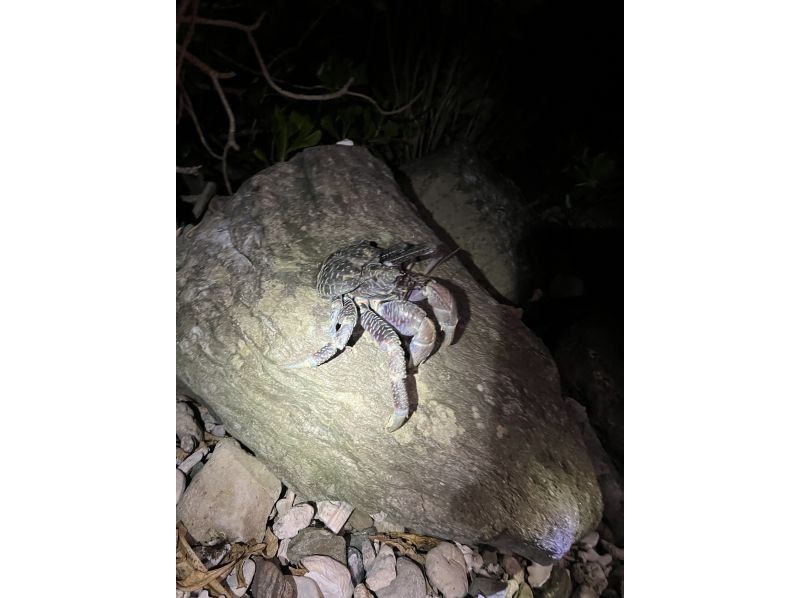 Rain is OK! [Night Jungle Adventure] Search for coconut crabs, starry sky, and eat mantis shrimp! ? Very popular with families!の紹介画像
