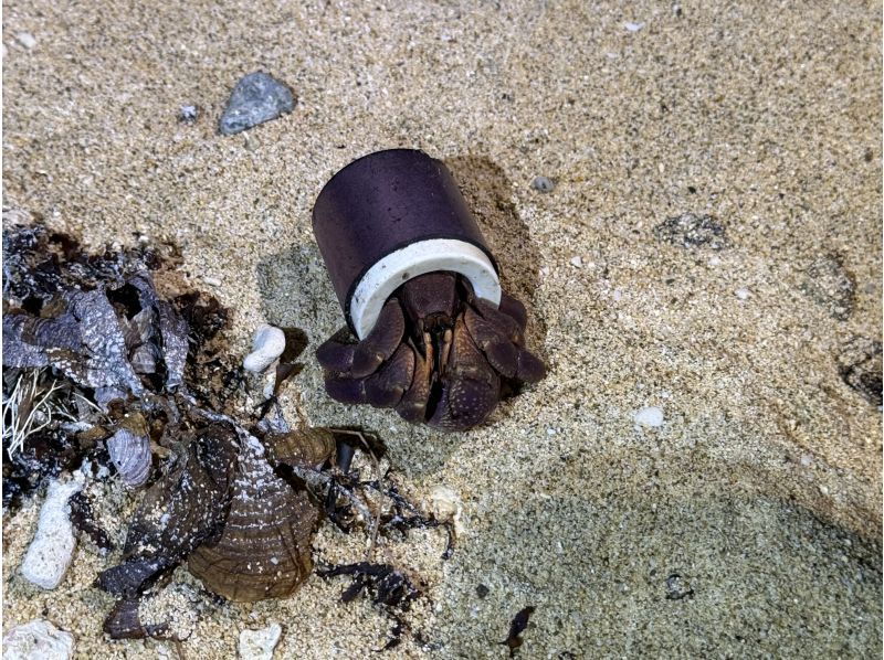 【어린이 대흥분】가족으로 가는 이시가키 나이트 정글 대모험の紹介画像