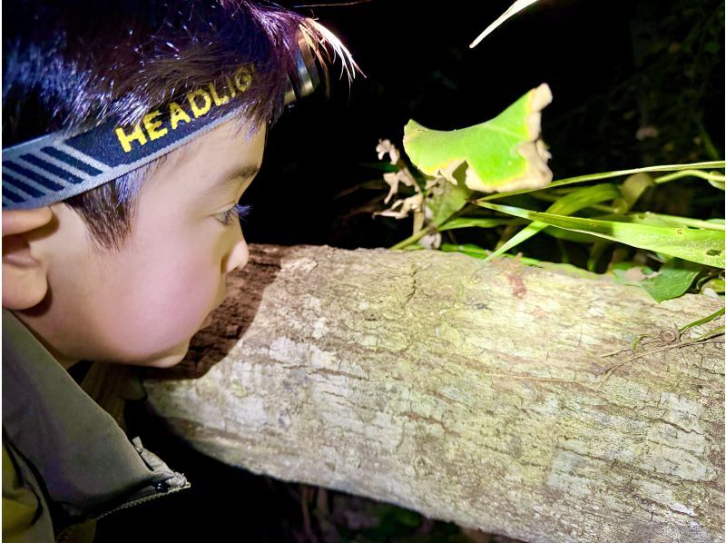 【子ども大興奮】家族で行く石垣ナイトジャングル大冒険★ヤシガニ探し&星空観察＆ホタル鑑賞/送迎無料/当日予約OKの紹介画像