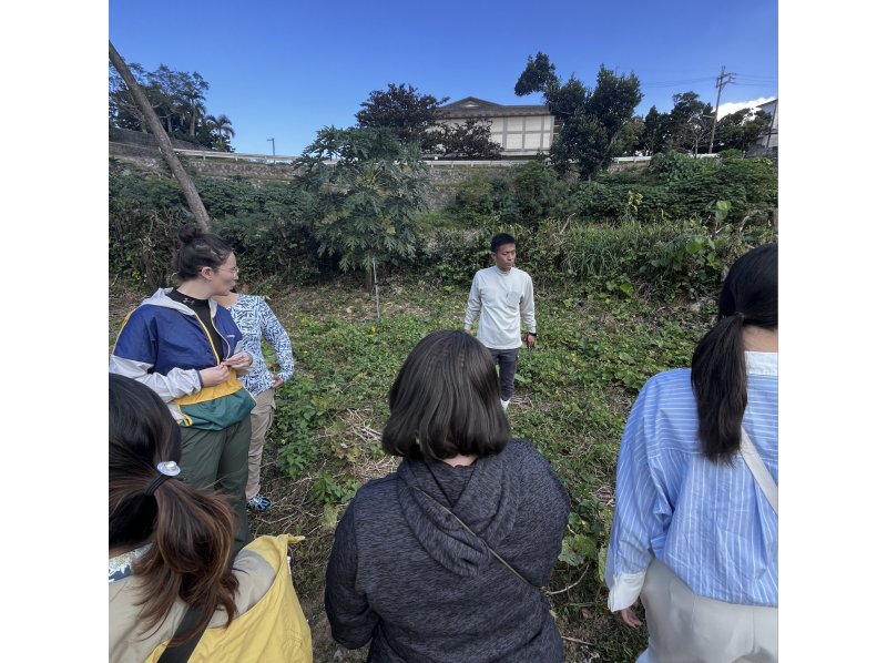 【沖繩本部】與當地奶奶一起採摘新鮮蔬菜，製作沖繩家常菜♪{附有機午餐} 附翻譯導遊の紹介画像