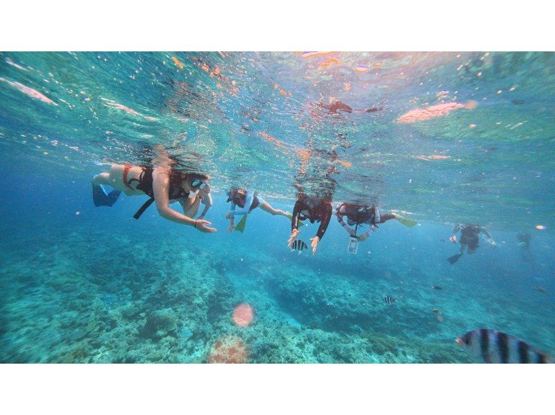 【沖縄県・那覇発】那覇市内送迎あり★慶良間諸島★半日ボートシュノーケリングツアーの紹介画像