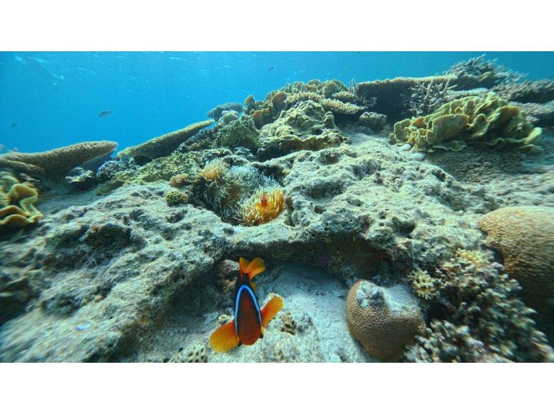 【沖縄県・那覇発】那覇市内送迎あり★慶良間諸島★半日ボートシュノーケリングツアーの紹介画像