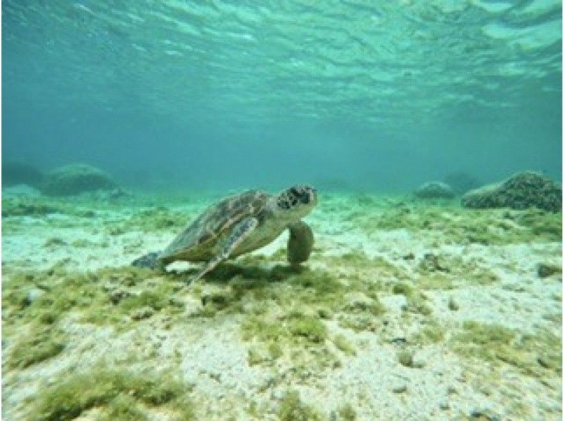 【沖縄・糸満・豊見城】那覇から３０分 大度浜海岸（ジョン万ビーチ）ビーチ体験ダイビングツアー♪　写真、魚のエサ無料のコピーの紹介画像