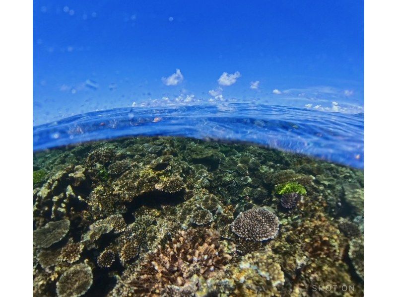 [Northern Okinawa] Half-day boat snorkeling in the area near the Churaumi Aquarium! Photo data provided! Relax on a spacious boat that can accommodate up to 30 people♪の紹介画像