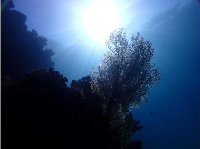 [Northern Okinawa] Half-day boat snorkeling in the area near the Churaumi Aquarium! Photo data provided! Relax on a spacious boat that can accommodate up to 30 people♪の紹介画像