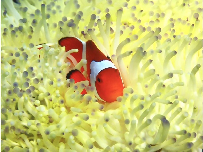 【沖縄県北部】美ら海水族館近海エリアで半日ボートシュノーケリング！写真データプレゼント！最大30名乗れる広い船でゆったり過ごせます♪の紹介画像