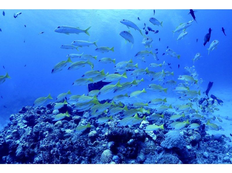 [Northern Okinawa] Half-day boat snorkeling in the area near the Churaumi Aquarium! Photo data provided! Relax on a spacious boat that can accommodate up to 30 people♪の紹介画像