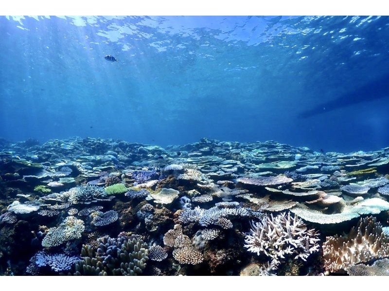 [Northern Okinawa] Half-day boat snorkeling in the area near the Churaumi Aquarium! Photo data provided! Relax on a spacious boat that can accommodate up to 30 people♪の紹介画像