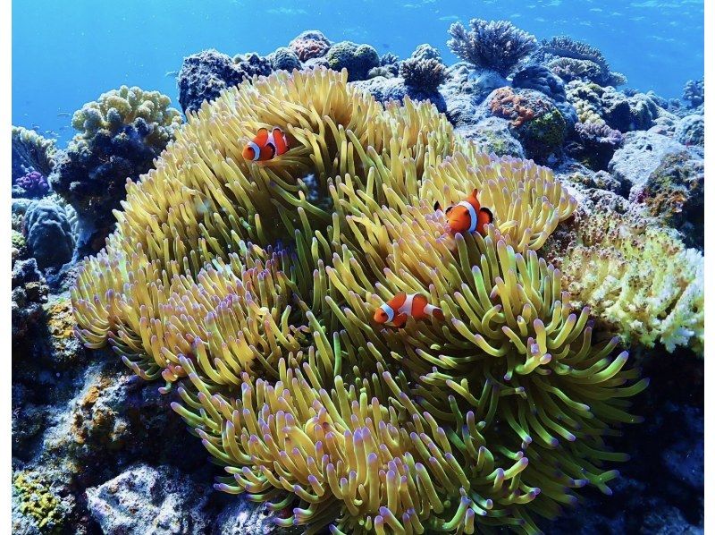 [Northern Okinawa] Half-day boat snorkeling in the area near the Churaumi Aquarium! Photo data provided! Relax on a spacious boat that can accommodate up to 30 people♪の紹介画像