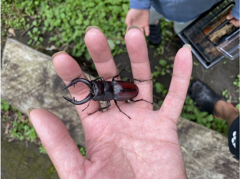 東京　三鷹　早朝カブトクワガタ捕獲観察体験の紹介画像