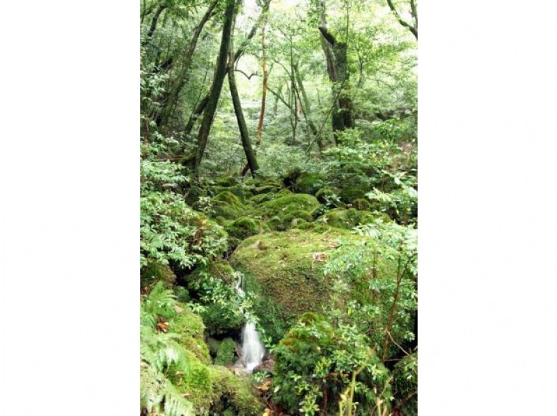 【鹿児島・屋久島】【貸切ツアー】【屋久島ガイド歴25年の女性オーナー常駐】世界遺産の森をのんびり歩く♪＜白谷雲水峡太鼓岩トレッキング＞の紹介画像