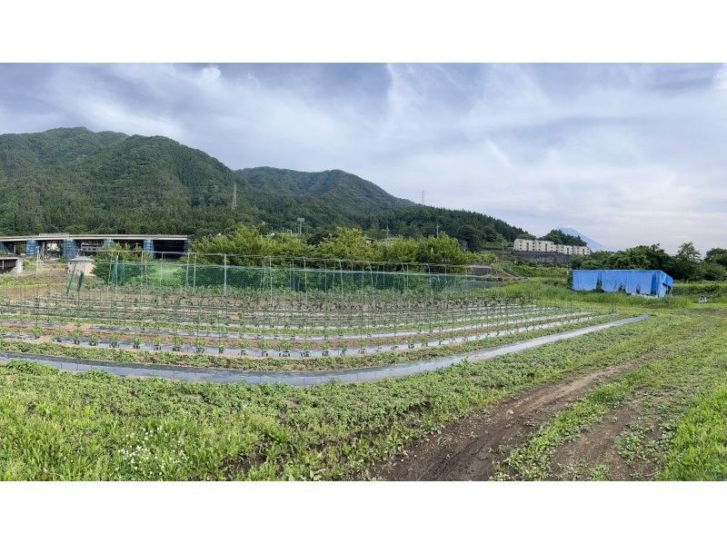 [山梨縣笛吹市]限時特別體驗！採摘、烹飪、食用美食教育體驗計劃の紹介画像