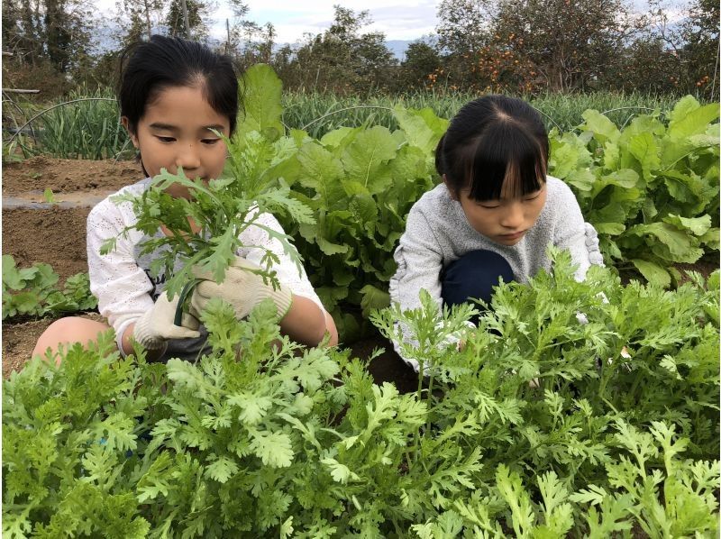 [山梨縣笛吹市]限時特別體驗！採摘、烹飪、食用美食教育體驗計劃の紹介画像