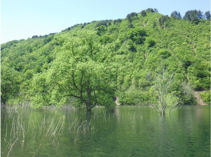 【東北・山形県】鶴岡市　期間限定・秘境・荒沢湖・清らかな湖の水没林を漕ぐパックラフト（カヌー・カヤック）ツアー・写真データ無料！の紹介画像