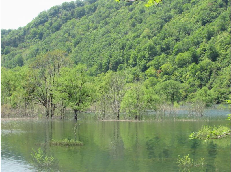 【東北・山形県】鶴岡市　期間限定・秘境・荒沢湖・清らかな湖の水没林を漕ぐパックラフト（カヌー・カヤック）ツアー・写真データ無料！の紹介画像