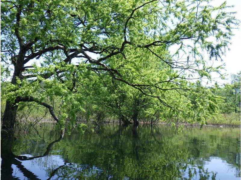 【東北・山形県】鶴岡市　期間限定・秘境・荒沢湖・清らかな湖の水没林を漕ぐパックラフト（カヌー・カヤック）ツアー・写真データ無料！の紹介画像