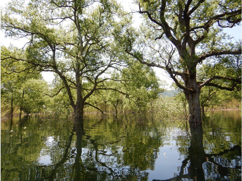 【東北・山形県】鶴岡市　期間限定・秘境・荒沢湖・清らかな湖の水没林を漕ぐパックラフト（カヌー・カヤック）ツアー・写真データ無料！の紹介画像