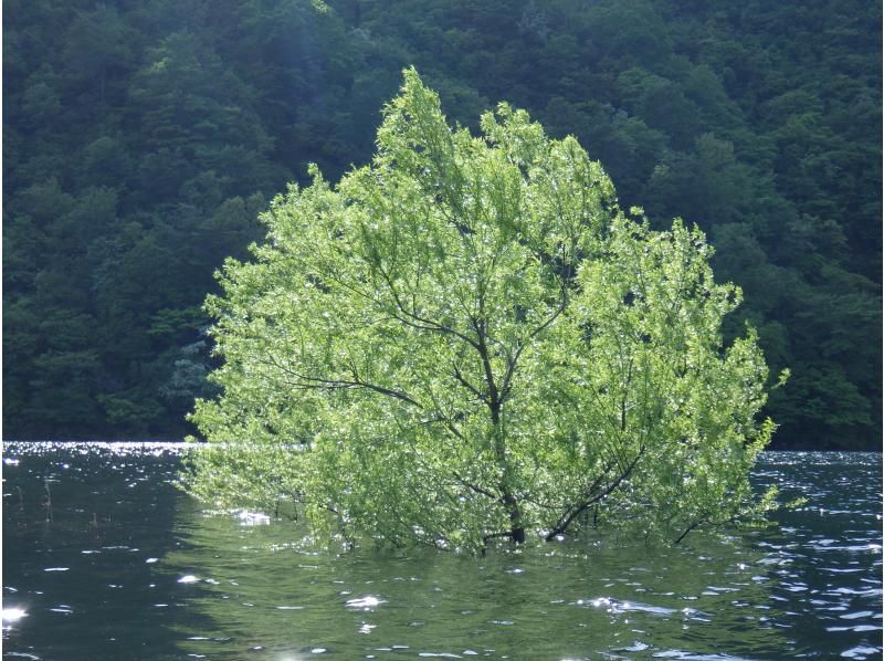 【東北・山形県】鶴岡市　期間限定・秘境・荒沢湖・清らかな湖の水没林を漕ぐパックラフト（カヌー・カヤック）ツアー・写真データ無料！の紹介画像