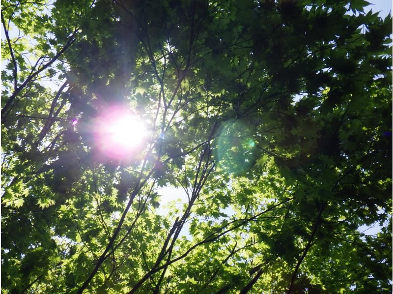 【東北・山形県】鶴岡市　期間限定・秘境・荒沢湖・清らかな湖の水没林を漕ぐパックラフト（カヌー・カヤック）ツアー・写真データ無料！の紹介画像