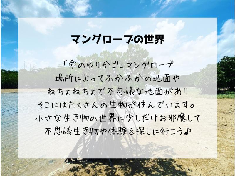 【石垣島/2時間】宮良川のマングローブで干潟散策！カヤックに乗らなくても遊べる不思議アドベンチャーツアー！の紹介画像