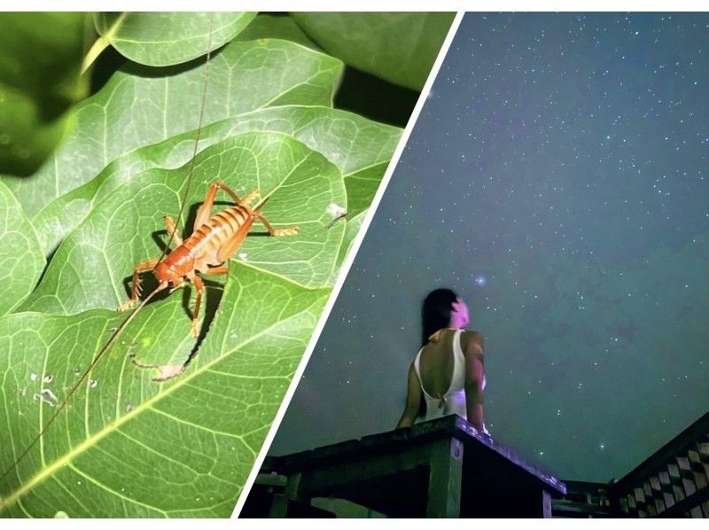 [Miyakojima/Nighttime staple] ★Jungle night tour★《Very popular with families and children》Available on the day☆Starry sky photography available☆Opening commemorative sticker giveaway☆の紹介画像