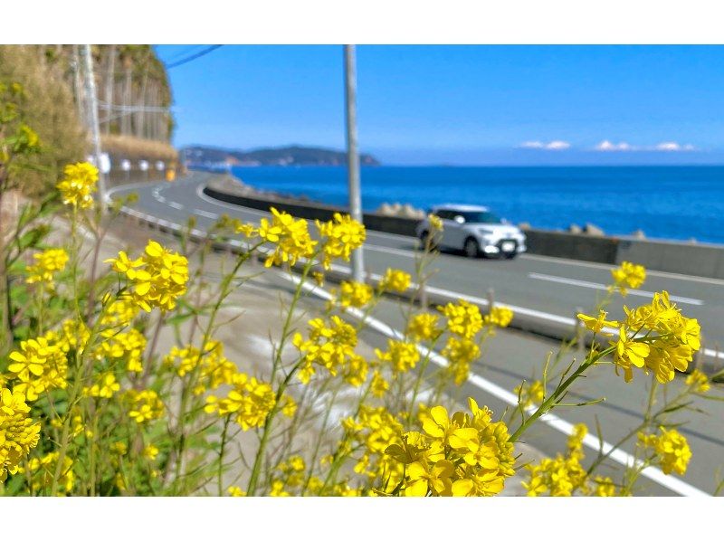 [จังหวัดชิซูโอกะ] ทัวร์หนึ่งวันถนน Atami Sunshine Coast & ชายฝั่ง Jogasaki & Izu Omuroyama | ออกเดินทางจากโตเกียวの紹介画像