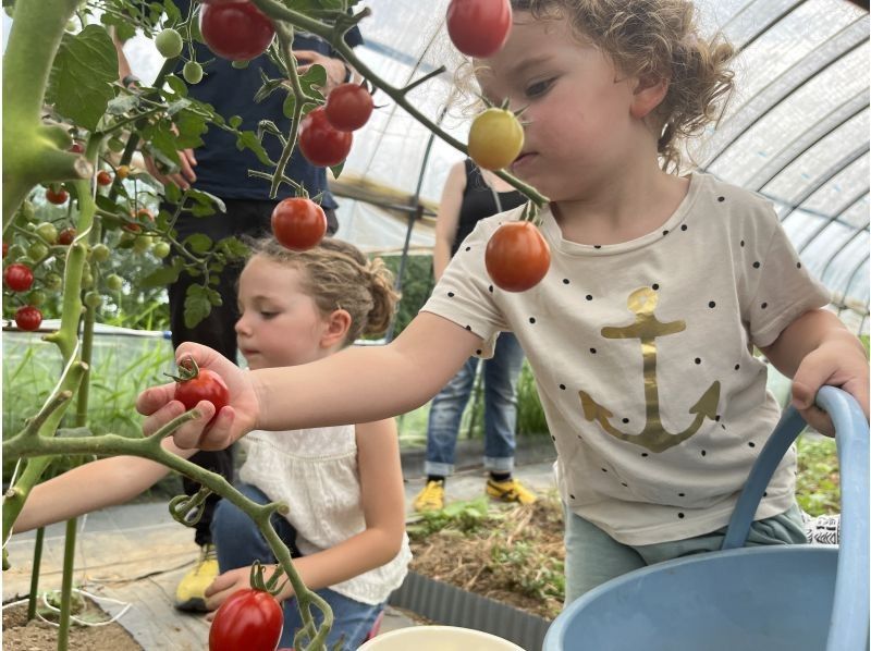 Harvesting seasonal vegetables in Furano and cooking handmade pizza in the open air!の紹介画像