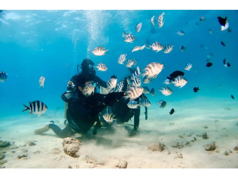 【本部町・体験ダイビング(1ダイブ)】初めてOK・気軽に海デビュー！ウミガメに遭遇率高め！絶景体験ダイビング（写真無料）の紹介画像