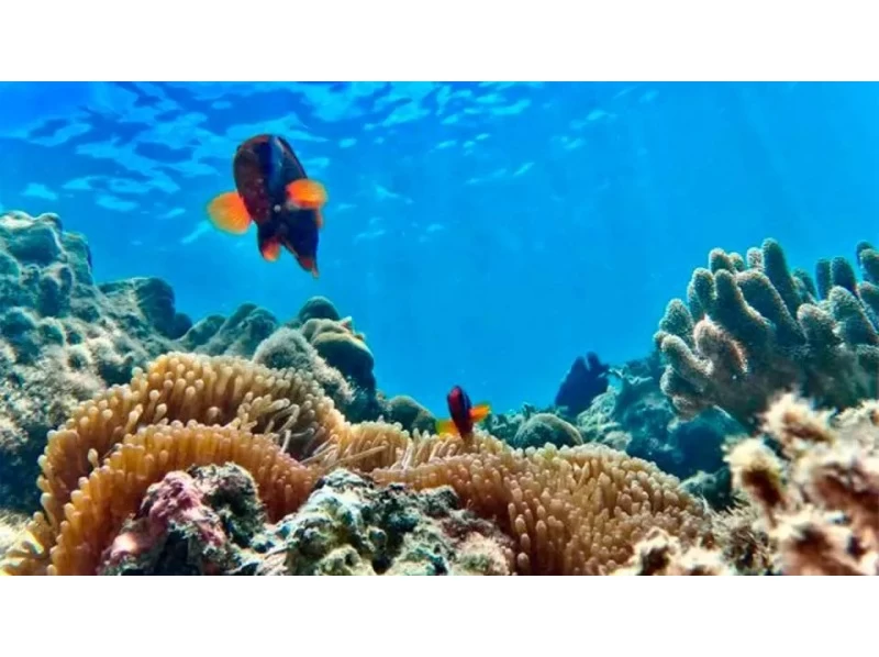 對於海外的人來說！ Clearsap [90分鐘] 靠近Junglia，美麗海水族館和古宇利島！可使用無人機拍攝！穩定性極佳，推薦有小孩的家庭使用の紹介画像
