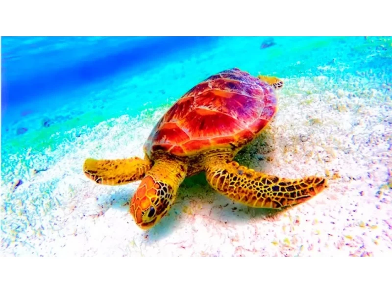 對於海外的人來說！透明皮艇 [90分鐘] 靠近Junglia，美麗海水族館和古宇利島！可使用無人機拍攝！穩定性極佳，推薦有小孩的家庭使用の紹介画像