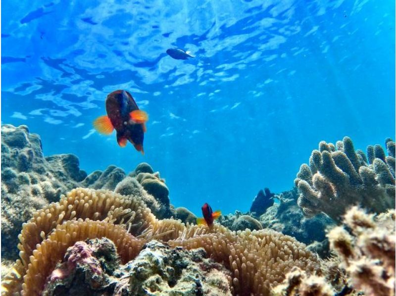 對於海外的人來說！浮潛和透明皮划艇 [90 分鐘] 靠近 Junglia、美麗海水族館和古宇利島！免費高品質水下相機攝影♪♪の紹介画像