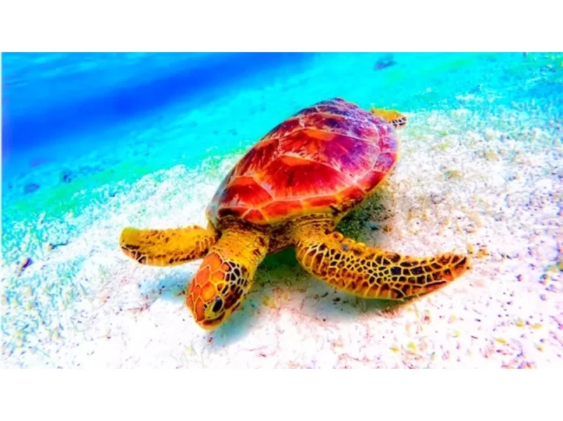 對於海外的人來說！浮潛和清澈的海水 [90 分鐘] 靠近 Junglia、美麗海水族館和古宇利島！免費高品質水下相機攝影♪♪の紹介画像