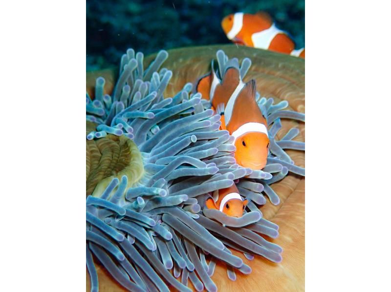 【石垣島・川平湾】迷ったらこれ！初心者大歓迎！石垣島の海でシュノーケリング★ウミガメ遭遇率99％★写真動画サービスあり（米原・伊原間・大崎）の紹介画像