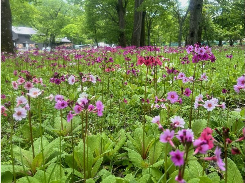 [Limited Tour] Oku-Nikko Primrose Cycling -Let's go see the Primroses on an E-Bike (Electric Assist Bicycle)-の紹介画像