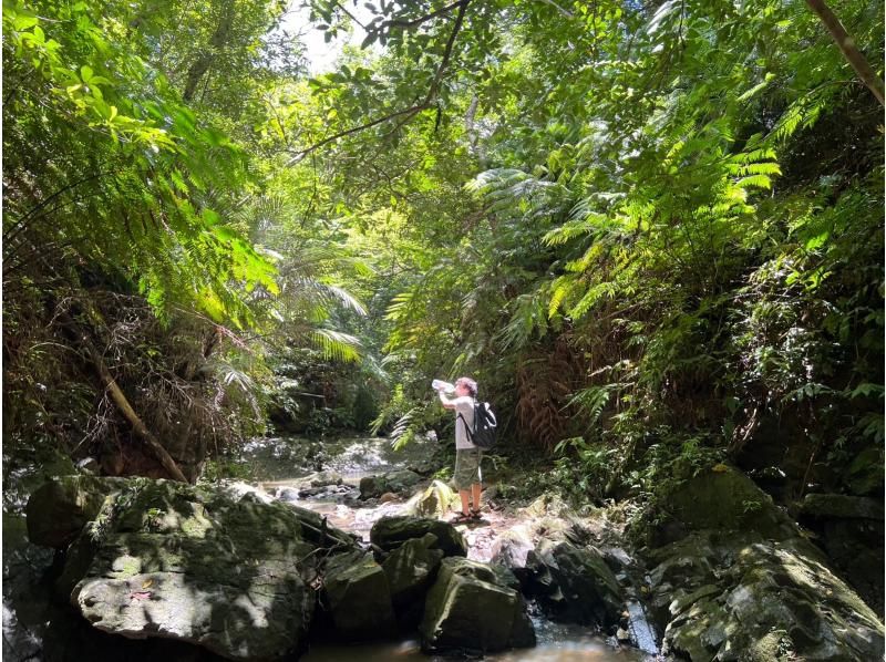 【沖繩・名護】在山原通常禁止進入的地方徒步旅行，隱藏的瀑布桑拿！在私密空間享受刺激的體驗！の紹介画像