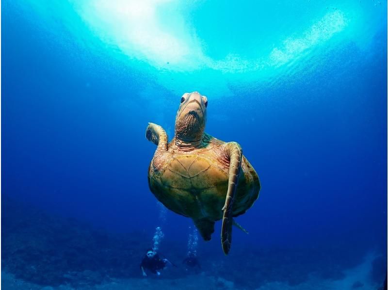 【那覇発／慶良間1日】体験ダイビング2本＆シュノーケル⭐︎1名様でもインストラクター貸切⭐︎世界に誇る海で遊び尽くそう！３大無料特典付き☆の紹介画像