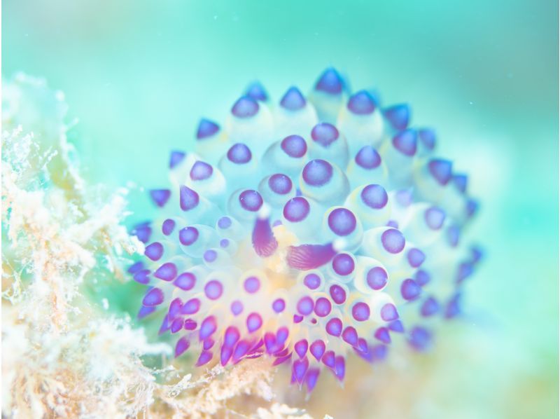 【那覇発／慶良間諸島】体験ダイビング2本＆シュノーケル☆インストラクター貸切で世界に誇る海で遊び尽くそう！3大無料特典付き☆の紹介画像