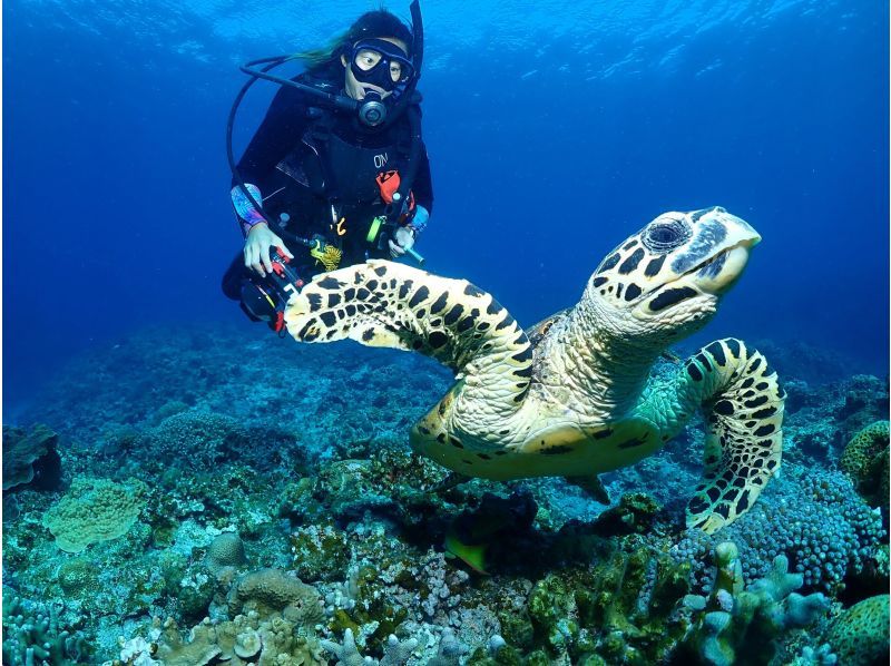【那覇発／慶良間諸島】体験ダイビング2本＆シュノーケル☆インストラクター貸切で世界に誇る海で遊び尽くそう！3大無料特典付き☆の紹介画像