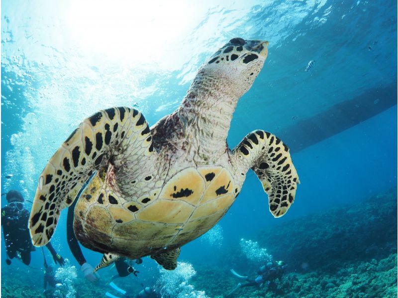 【那覇発／慶良間1日】体験ダイビング2本＆シュノーケル⭐︎1名様でもインストラクター貸切⭐︎世界に誇る海で遊び尽くそう！３大無料特典付き☆の紹介画像