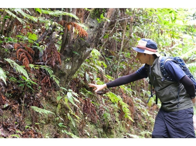 【沖縄・読谷村】まるで野外博物館。沖縄の自然史を学ぶ、読谷村周遊ジオツアー｜残波岬、座喜味城跡、やちむんの里を巡る｜1組限定・普段着OK！の紹介画像