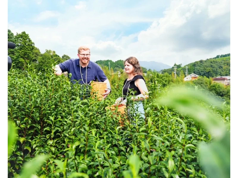 [京都·和束町] 京都高级茶园之旅＆和束町美食体验の紹介画像