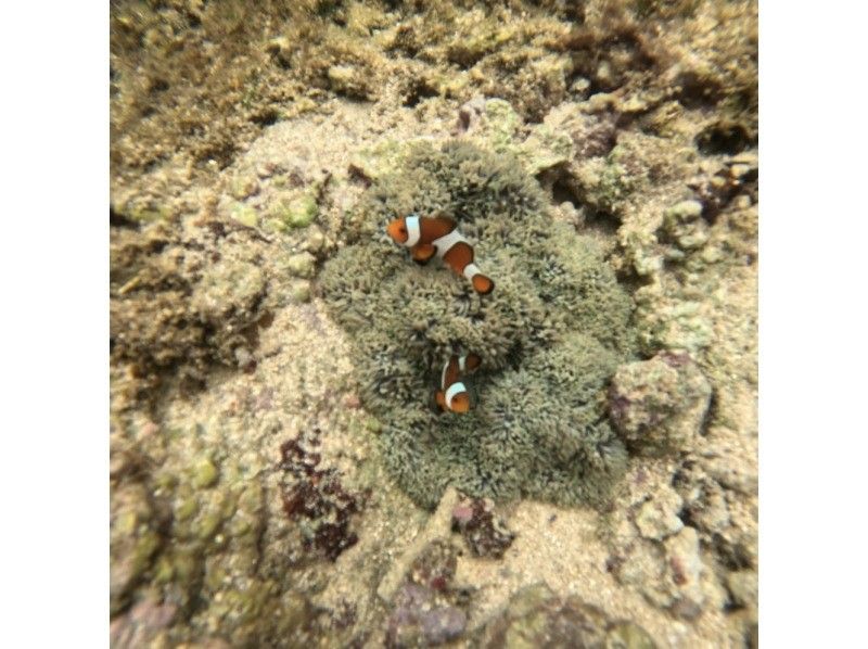 【沖縄・石垣島】\OPEN記念6月末まで500円OFF♪/安心・安全のビーチエントリーシュノーケル！ウミガメと出会う感動の海中散歩ツアーの紹介画像